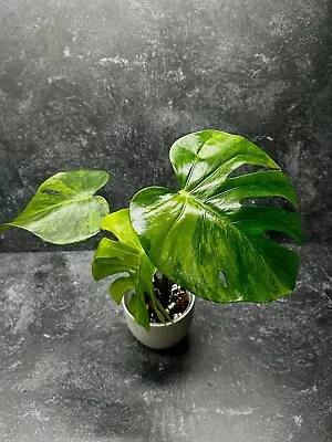 True Monstera Deliciosa Large Form Green On Green Sport Variegated (High Color) • $189.99