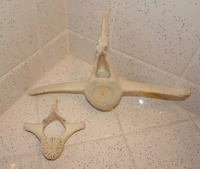 Two Dolphin Vertebra Bones Marine Mammal Oddity Curiosity Bone Collector • $82.08