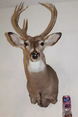 Whitetail Deer Head Shoulder Mount Taxidermy Cape Shed Antler Hunt Mule Rack • $230