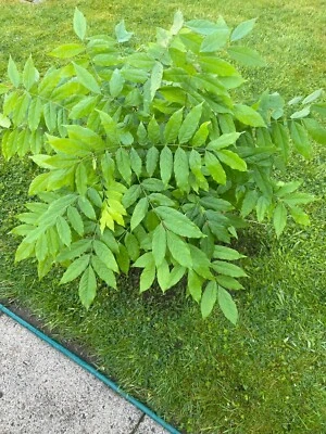 £115 • Buy Chinese Wisteria Plant Potted Bonsai Garden Patio Wisteria Sinensis (4)