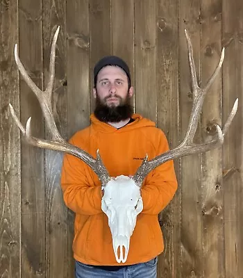 Tall Perfect 5x5 Mule Deer Antler Horn Fake Skull Mount Taxidermy Rack Man Cave • $129.99