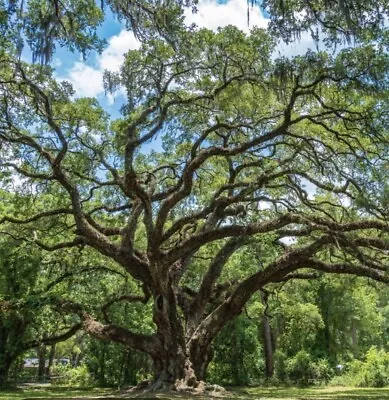 Germinated Southern Live Oak Acorn Zone 9b • $3