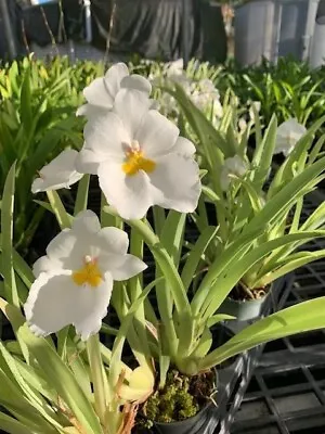 Orchid Miltoniopsis Ivan Komoda ’Pacific Clouds‘ Fragrant Live Plant From Hawaii • $39.99