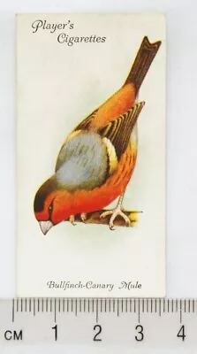 1933 John Player & Sons Aviary & Cage Birds 15 Bullfinch-Canary Mule • £2