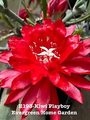 Rooted Epiphyllum Orchid Cactus “Kiwi Playboy “Growing In 4” Starter Pot. • $35