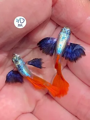 1 Trio - Metal DUMBO RED Rose TAIL BIG Ear-Live Aquarium Guppy Fish High Quality • $37.95