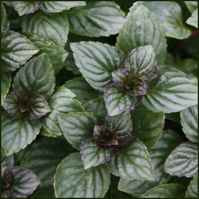 Chocolate Mint Very Aromatic Herb  Plant 9cm Pots • £6