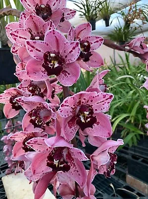 $50 • Buy Cymbidium Orchid - Rocky Creek 'Gotcha' - Near Flowering Size