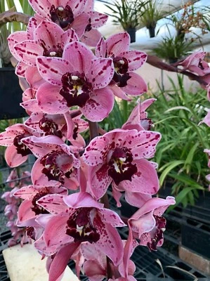 $50 • Buy Cymbidium Orchid - Rocky Creek 'Gotcha' - Near Flowering Size