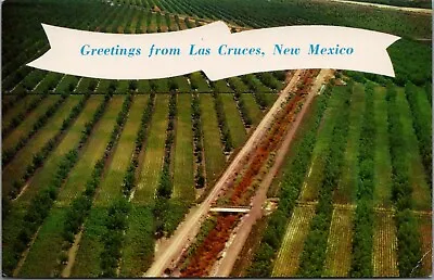 $4.99 • Buy Vintage Pecan Orchards Of Las Cruces New Mexico Postcard F279