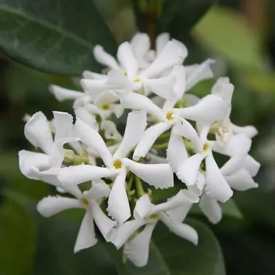 Trachelospermum Jasminoides - Star Jasmine - Plant In 9 Cm Pot • £10.95