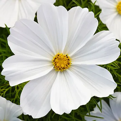 50 Pure Giant White Cosmos Seeds To Grow Annual Flowers Bipinnatus Garden & Pots • £3.29