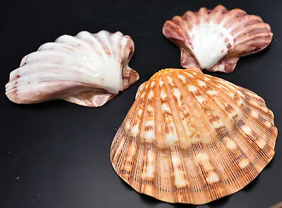 $29.99 • Buy Polished Lions Paw Scallop 5-6  Seashell Coastal Crafts And Decorating (3 Pack)