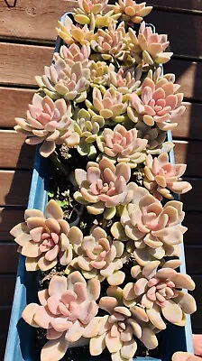 Succulents Graptophytum Supreme $15 For 8 .(4Mature Plants + 4 Baby Plants) • $15