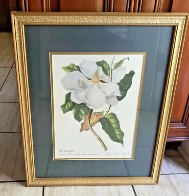 Rand. Hort. Chelf Magnolia Maximo Flore Print In Frame Double Mat 22x18 • $229.99