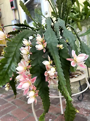 German Empress Epiphyllum Orchid 8  Fresh Cutting No Rooted No FLowers Rare • $25