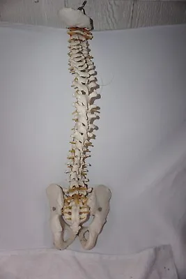 Spine Anatomical Model Flexible Spine Classic Medical With Brain Stem • $95