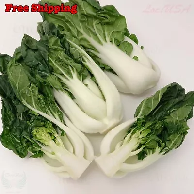 Pak Choi Cabbage Seeds - White Stem | Baby Bok Choy | NON-GMO Vegetable Seeds • $1.54