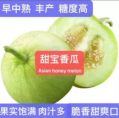 20+ Asian Honey Melon Seeds 20多粒甜宝甜瓜香瓜种子.2023年新种 • $4.99