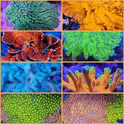 Coral Frag Pack SPECIAL - Live Coral - QCR (Queen City Reefs) • $99.99