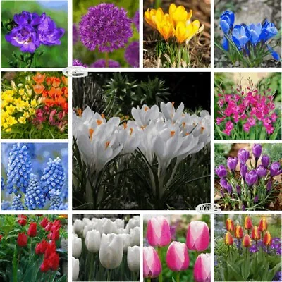 English Garden Flowers Mixed Bulbs Spring/Summer Plants Tulip Crocus ⭐️⭐️⭐️⭐️⭐️ • £2.59