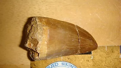 MX-139 Fossil Very Large Robust Mosasaur Tooth Morocco FREE SHIP US Most 2+ Inch • $16.75