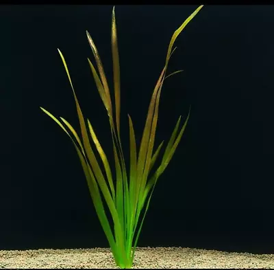 3+ Vallisneria Spiralis XL - Straight Vallis Live Aquarium Plant - 1 Bunch • £4.79