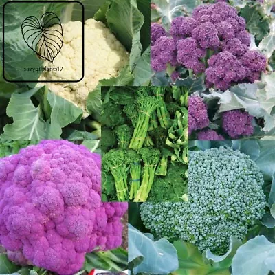 Broccoli & Cauliflower Seeds. Cheap And Easy Grow. Great For Beginners • $1.50