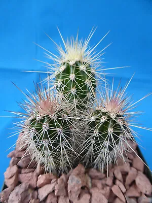 Pachycereus Pringlei 3 To 5 Seedling Plants 3 + Tall BIGGEST Cactus GIANT CARDON • $29.99