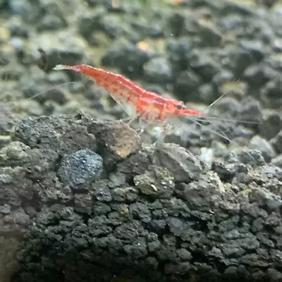 Premium Red Cherry Shrimp - USA Bred Domestic Neocaridina - CLV Pet • $10.99