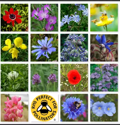 Wild Flower 100% Meadow Seeds Scented Bee Butterfly Garden Cottage NO GRASS UK • £2.99