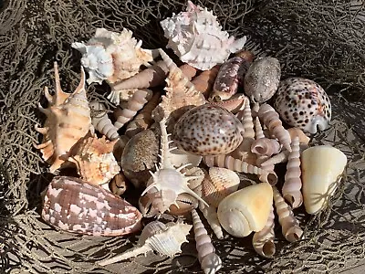 Large Beautiful Seashells Sea Shells 1 Kilo Best Value & Price FREE Ship! • $24.99