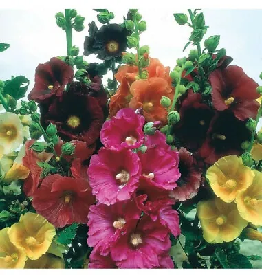 Giant Hollyhocks Alcea Rosea  Perrenials Large Bright Flowers 100 SEEDS • £3.50