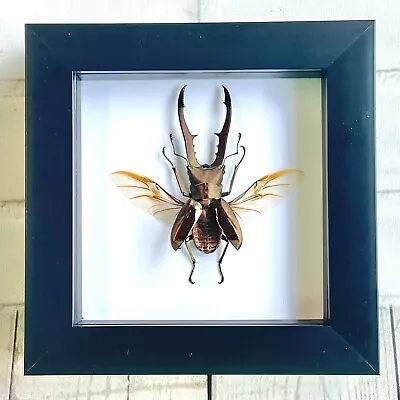 Golden Metallic Stag Beetle (Cyclommatus Metallifer) Deep Box Frame Display Case • $50.52