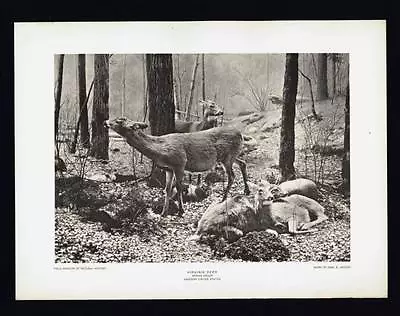 Photogravure Carl E. Akeley Virginia Deer Spring Group Taxidermy Sculpture • $6.99