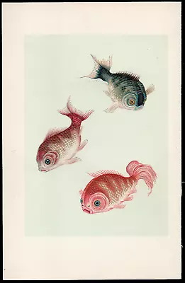 1935 GOLDFISH SPECIES (print On Front & Back) Original CHROMOLITHOGRAPH #5  & #6 • $14