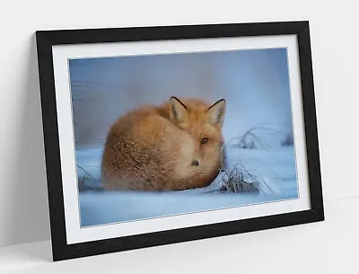 Red Fox Snowy Wildlife Photography -art Framed Poster Picture Print Artwork • £17.99