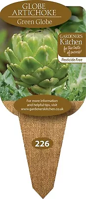 Globe Artichoke Plants 'Green Globe' - 3 X 9cm Pot Vegetable Plants. • £10.99