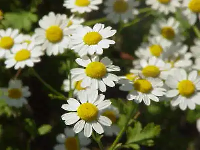 1000 Tanacetum Parthenium Seeds - Feverfew Seeds - Medicinal Plant - Herb • $3.99