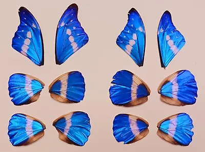 Lot Of 12 Blue Morpho Helena Butterfly Wings Craft Grade Jewelry Artwork #5 • $60