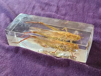 LOCUST Insect Preserved In Resin Desk Paperweight L@@K • £4.95