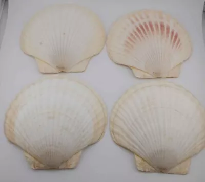 SHELLS  4 XL  Assorted Color  Scallop Sea Shells  Crafts Décor  Baking  Serving • $15.99