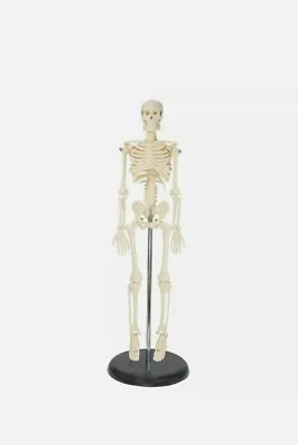 Anatomical Chart Company My First Skeleton (Tiny Tim) Miniature Model With Stand • $20.97