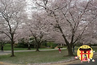 3 To 5 Foot Yoshino Cherry Blossom Tree Seedling • $21