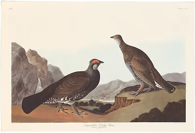 Audubon Abbeville Ed Double Elephant Folio Lithograph Pl 361 Long-tailed Or Dusk • $75