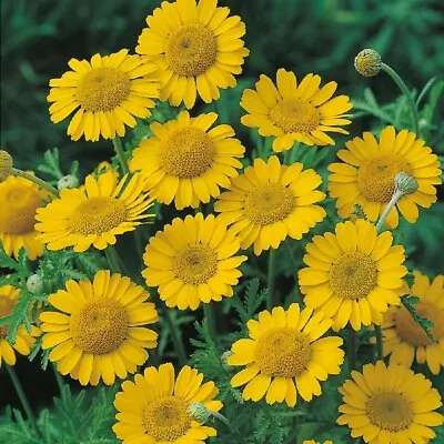 Herb - Chamomile Dyers (Anthemis Tinctoria) - Kings Seeds - 250 Seeds • £2.05