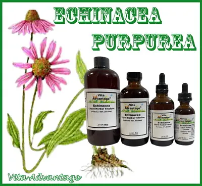 Echinacea Purpurea - Liquid Herbal Extract Tincture Highest Quality  • $11.45