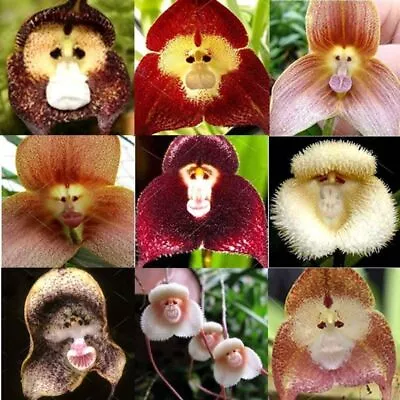 10 Rare Monkey Face Orchid Seeds Cymbidium Seed  • $2.60