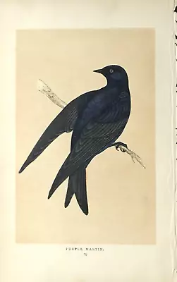 F. O. MORRI S -PURPLE MARTIN - 1st EDITION - C. 1851 - 76 - HANDCOLORED • $25