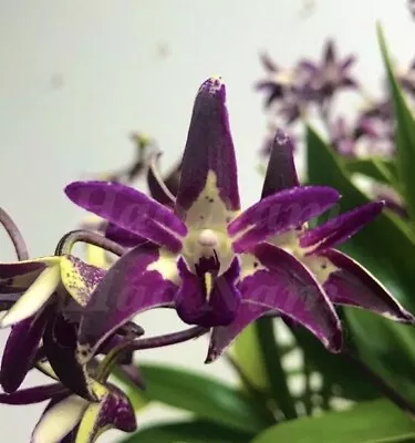 $11.95 • Buy HN201 Orchids Dendrobium Cobber 'Lavender&Lime' X Aus Gold Starburst 'Uluru'